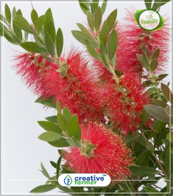 How to get more money from colleges Bottle brush flowers of india